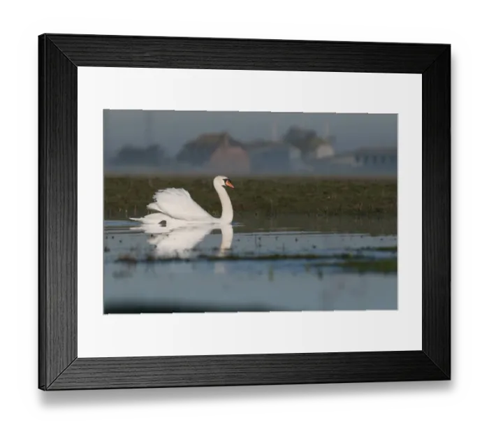 Framed Print : Mute Swan (Cygnus olor) adult, swimming on misty flooded grazing marsh at dawn, with farm buildings in distance Framed Print : Mute Swan (Cygnus olor) adult, swimming on misty flooded grazing marsh at dawn, with farm buildings in distance