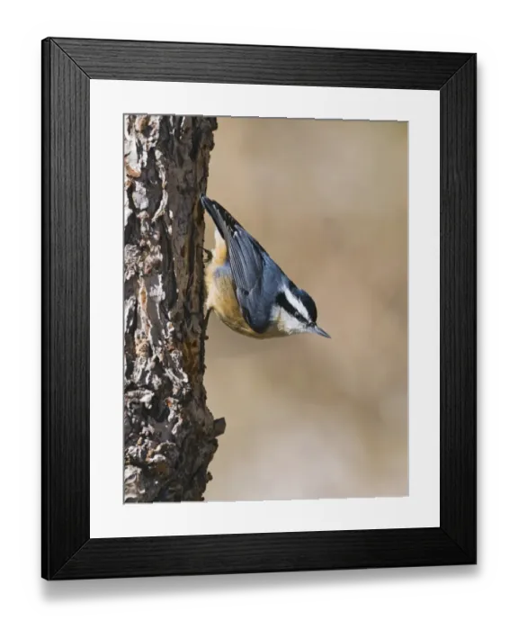 Framed Print : Red-breasted Nuthatch (Sitta canadensis) adult, clinging to bark, New Mexico, U. S. A. january Framed Print : Red-breasted Nuthatch (Sitta canadensis) adult, clinging to bark, New Mexico, U. S. A. january