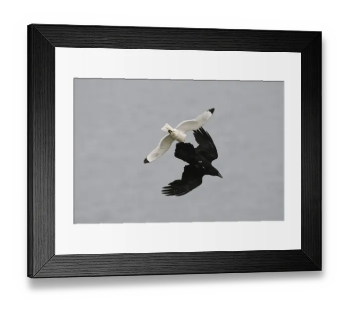 Framed Print : Common Raven (Corvus corax) adult, in flight, being mobbed by Black-legged Kittiwake (Rissa tridactyla), Varanger Framed Print : Common Raven (Corvus corax) adult, in flight, being mobbed by Black-legged Kittiwake (Rissa tridactyla), Varanger