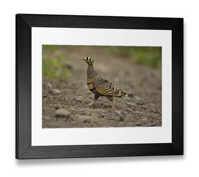 Framed Print : Lichtensteins Sandgrouse (Pterocles lichtensteinii) adult male, walking, near Bilen, Ethiopia Framed Print : Lichtensteins Sandgrouse (Pterocles lichtensteinii) adult male, walking, near Bilen, Ethiopia