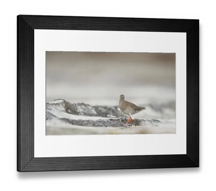 Framed Print : Common Redshank (Tringa totanus) adult, foraging amongst breaking waves in shallow water on beach, Shetland Islands Framed Print : Common Redshank (Tringa totanus) adult, foraging amongst breaking waves in shallow water on beach, Shetland Islands