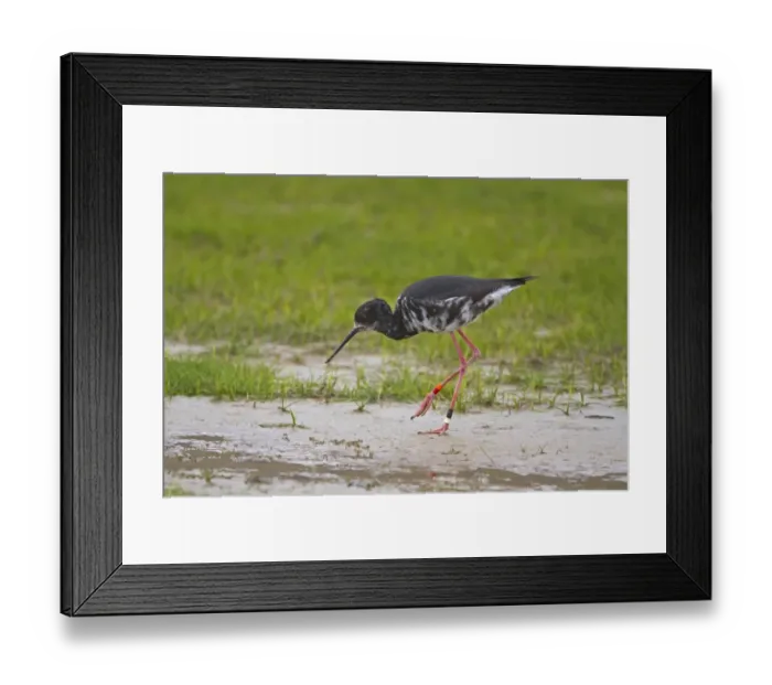 Framed Print : Black Stilt (Himantopus novaezelandiae) juvenile, wearing leg rings, walking in wetland, New Zealand, november Framed Print : Black Stilt (Himantopus novaezelandiae) juvenile, wearing leg rings, walking in wetland, New Zealand, november