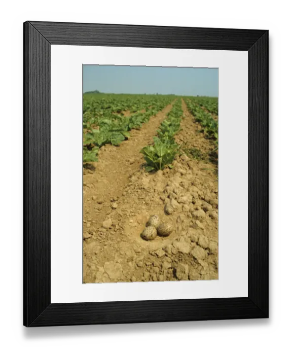 Framed Print : Eurasian Oystercatcher (Haematopus ostralegus) three eggs in nest, nesting in sugarbeet field, Wrangle, The Wash