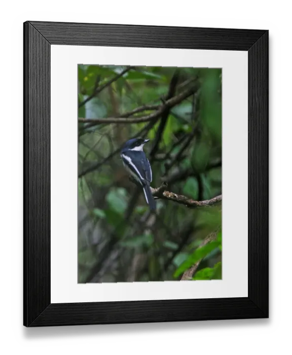 Framed Print : Bar-winged Flycatcher-shrike (Hemipus picatus leggei) Ceylon Pied Shrike endemic race, adult, perched on branch Framed Print : Bar-winged Flycatcher-shrike (Hemipus picatus leggei) Ceylon Pied Shrike endemic race, adult, perched on branch