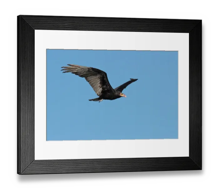 Framed Print : Lesser Yellow-headed Vulture (Cathartes burrovianus) adult, in flight, Colonia Carlos Pellegrini, Corrientes Framed Print : Lesser Yellow-headed Vulture (Cathartes burrovianus) adult, in flight, Colonia Carlos Pellegrini, Corrientes