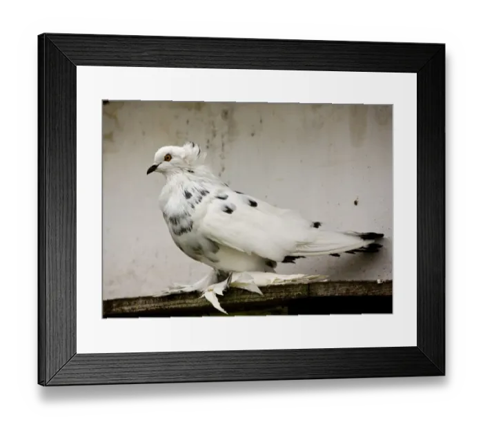 Framed Print : Domestic Pigeon, Hungarian Giant House Pigeon, adult, perched outside dovecote, Hortobagy N. P Framed Print : Domestic Pigeon, Hungarian Giant House Pigeon, adult, perched outside dovecote, Hortobagy N. P