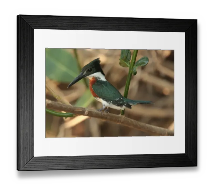 Framed Print : Amazon Kingfisher (Chloroceryle amazona) adult male, perched on twig, Cuiaba River, Mato Grosso, Brazil, september