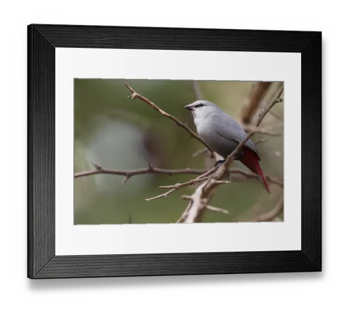 Framed Print : Lavender Waxbill (Estrilda caerulescens) adult, perched on twig, Gambia, january Framed Print : Lavender Waxbill (Estrilda caerulescens) adult, perched on twig, Gambia, january