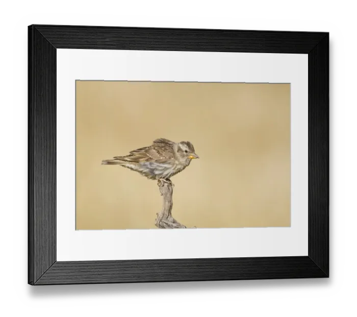 Framed Print : Rock Sparrow (Petronia petronia) adult, perched on vine, Spain, june Framed Print : Rock Sparrow (Petronia petronia) adult, perched on vine, Spain, june