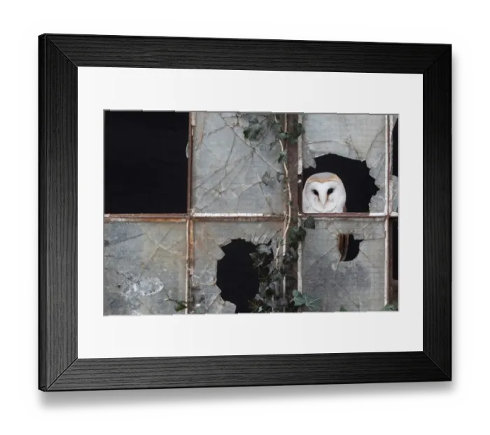 Framed Print : Barn Owl (Tyto alba) adult, looking out from broken glass at window, Gloucestershire, England, january (captive) Framed Print : Barn Owl (Tyto alba) adult, looking out from broken glass at window, Gloucestershire, England, january (captive)