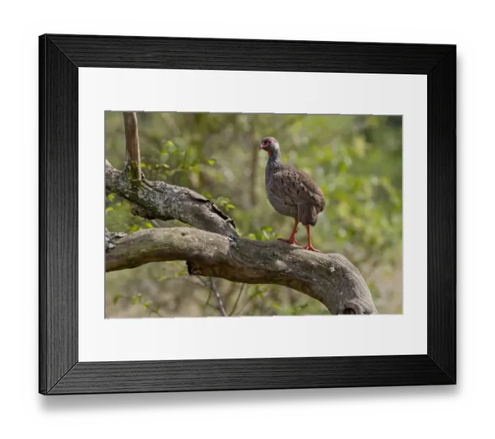 Framed Print : Red-necked Spurfowl (Francolinus afer) adult, standing in tree, Lake Mburo N. P. Uganda Framed Print : Red-necked Spurfowl (Francolinus afer) adult, standing in tree, Lake Mburo N. P. Uganda