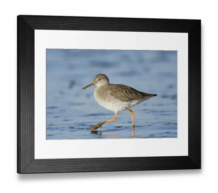 Framed Print : Common Redshank (Tringa totanus) adult, foraging, wading on mudflats, North Norfolk, England, winter Framed Print : Common Redshank (Tringa totanus) adult, foraging, wading on mudflats, North Norfolk, England, winter
