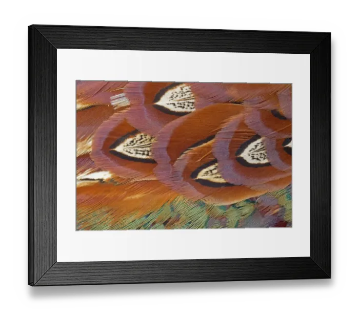 Framed Print : Common Pheasant (Phasianus colchicus) adult male, close-up of feathers, Berwickshire, Scottish Borders, Scotland, march Framed Print : Common Pheasant (Phasianus colchicus) adult male, close-up of feathers, Berwickshire, Scottish Borders, Scotland, march