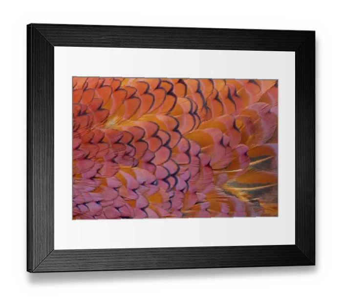 Framed Print : Common Pheasant (Phasianus colchicus) adult male, close-up of feathers, Berwickshire, Scottish Borders, Scotland, march Framed Print : Common Pheasant (Phasianus colchicus) adult male, close-up of feathers, Berwickshire, Scottish Borders, Scotland, march