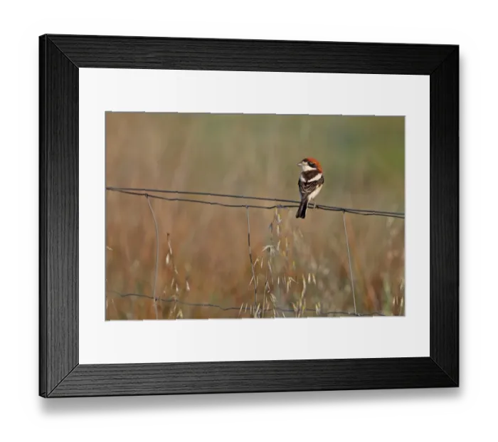 Framed Print : Woodchat Shrike (Lanius senator) adult male, perched on wire fence in steppe, La Serena, Badajoz, Extremadura, Spain Framed Print : Woodchat Shrike (Lanius senator) adult male, perched on wire fence in steppe, La Serena, Badajoz, Extremadura, Spain