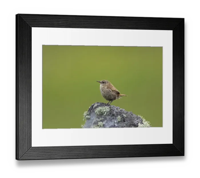 Framed Print : Shetland Wren (Troglodytes troglodytes zetlandicus) adult, perched on lichen covered rock, Mousa Island Framed Print : Shetland Wren (Troglodytes troglodytes zetlandicus) adult, perched on lichen covered rock, Mousa Island