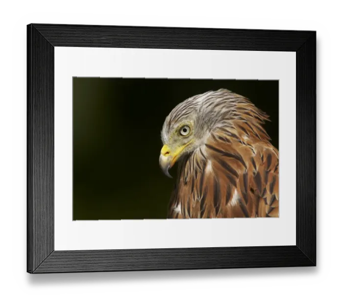 Framed Print : Red Kite (Milvus milvus) adult, close-up of head, Powys, Wales (captive) Framed Print : Red Kite (Milvus milvus) adult, close-up of head, Powys, Wales (captive)