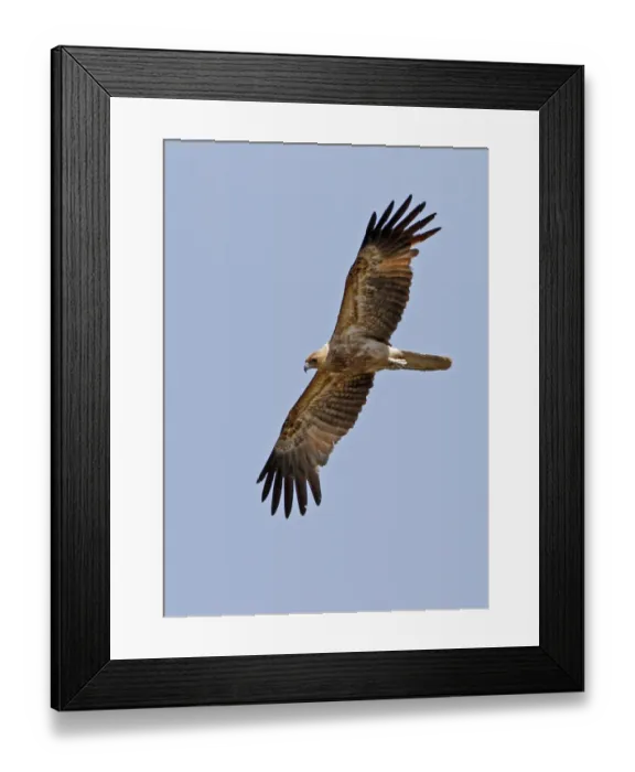 Framed Print : Whistling Kite (Haliastur sphenurus) immature, in flight, Kakadu, Northern Territory, Australia, september