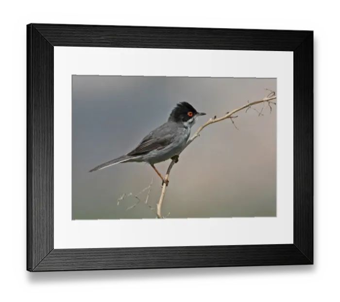Framed Print : Sardinian Warbler (Sylvia melanocephala) adult male, perched on stem, Ria Formosa N. P. Algarve, Portugal, april Framed Print : Sardinian Warbler (Sylvia melanocephala) adult male, perched on stem, Ria Formosa N. P. Algarve, Portugal, april