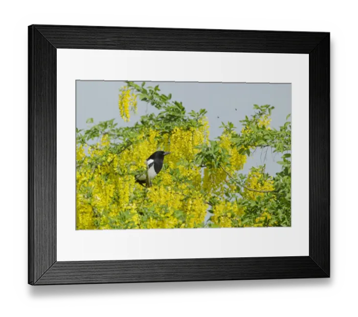 Framed Print : Common Magpie (Pica pica) adult, feeding, catching flies in flowering laburnum tree, Essex, England, april Framed Print : Common Magpie (Pica pica) adult, feeding, catching flies in flowering laburnum tree, Essex, England, april