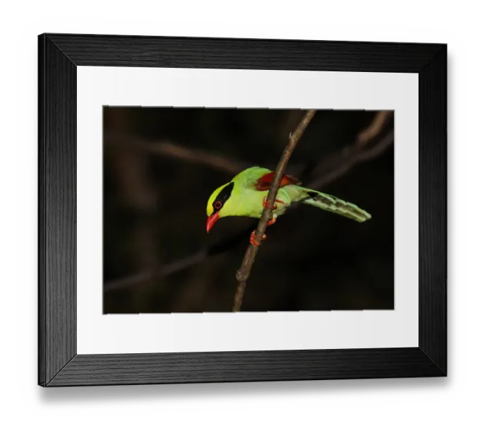 Framed Print : Common Green Magpie (Cissa chinensis chinensis) adult, perched on branch, Kaeng Krachan N. P. Thailand, november Framed Print : Common Green Magpie (Cissa chinensis chinensis) adult, perched on branch, Kaeng Krachan N. P. Thailand, november