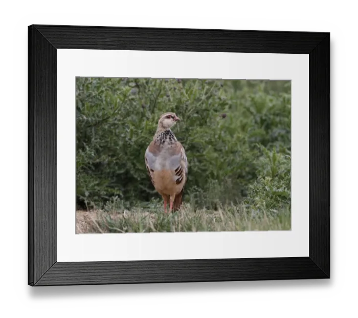 Framed Print : Red-legged Partridge (Alectoris rufa) immature, standing in vegetation, Leicestershire, England, august Framed Print : Red-legged Partridge (Alectoris rufa) immature, standing in vegetation, Leicestershire, England, august