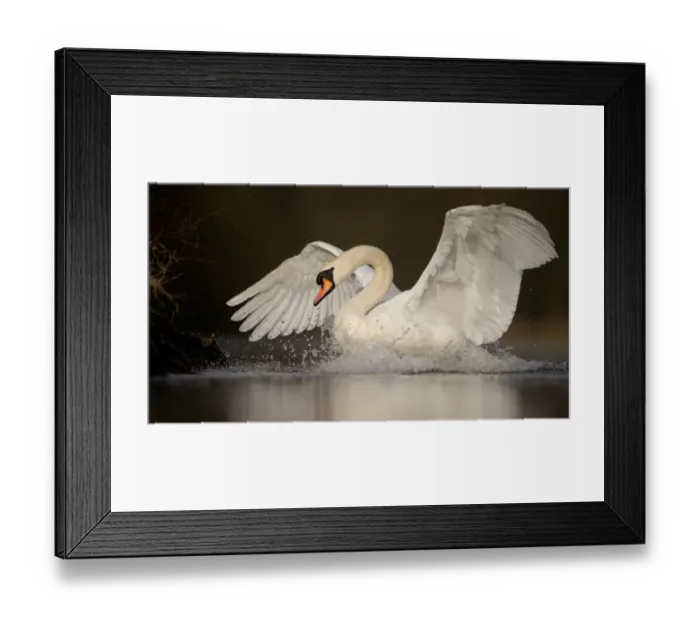 Framed Print : Mute Swan (Cygnus olor) adult, with wings spread on lake, chasing Canada Geese (Branta canadensis) from territory