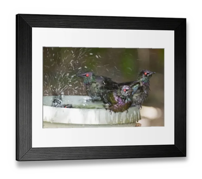 Framed Print : Metallic Starling (Aplonis metallica) four adults, bathing in birdbath, Queensland, Australia Framed Print : Metallic Starling (Aplonis metallica) four adults, bathing in birdbath, Queensland, Australia
