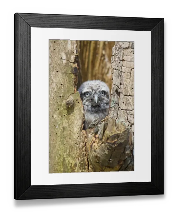 Framed Print : Little Owl (Athene noctua) chick, looking out from nesthole, june (captive) Framed Print : Little Owl (Athene noctua) chick, looking out from nesthole, june (captive)