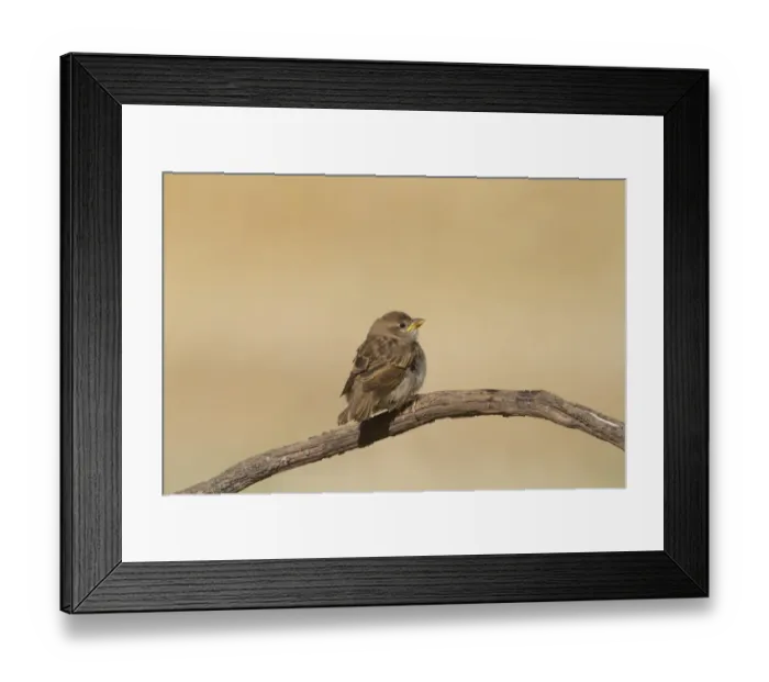 Framed Print : Rock Sparrow (Petronia petronia) two juveniles, perched and preening on twig, Northern Spain, july Framed Print : Rock Sparrow (Petronia petronia) two juveniles, perched and preening on twig, Northern Spain, july