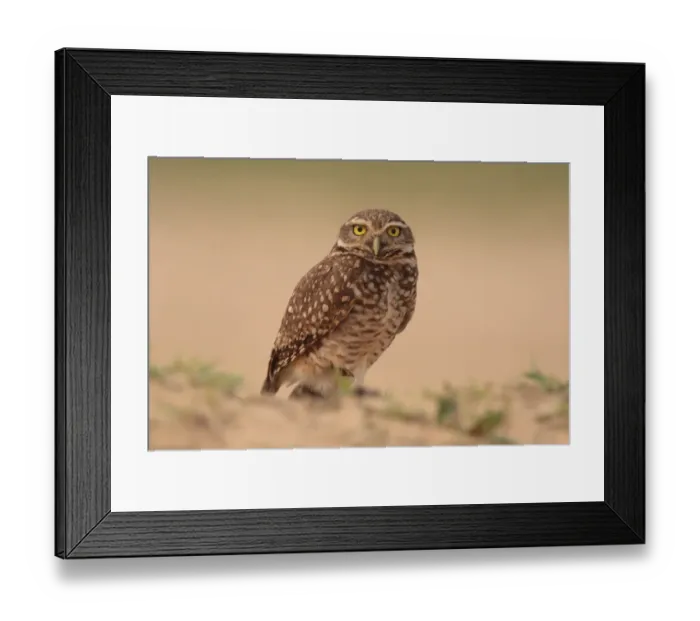 Framed Print : Burrowing Owl (Speotyto cunicularia) adult, standing, Laguna Oca, Formosa, Argentina, october Framed Print : Burrowing Owl (Speotyto cunicularia) adult, standing, Laguna Oca, Formosa, Argentina, october