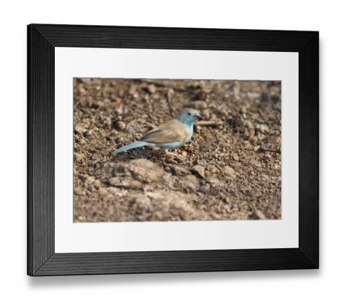 Framed Print : Blue Waxbill (Uraeginthus angolensis) adult, foraging on ground, Livingstone, Zambia, october Framed Print : Blue Waxbill (Uraeginthus angolensis) adult, foraging on ground, Livingstone, Zambia, october