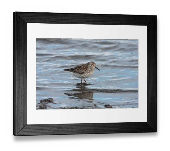 Framed Print : Purple Sandpiper (Calidris maritima) adult, summer plumage, standing in water, Svalbard, june Framed Print : Purple Sandpiper (Calidris maritima) adult, summer plumage, standing in water, Svalbard, june