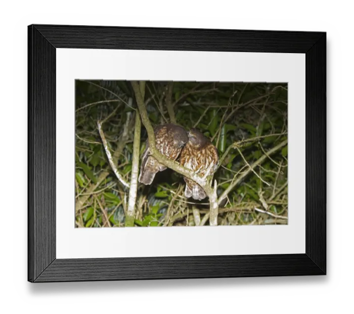 Framed Print : Southern Boobook (Ninox novaeseelandiae) adult pair, mutual preening, perched on branch at night, New Zealand, november Framed Print : Southern Boobook (Ninox novaeseelandiae) adult pair, mutual preening, perched on branch at night, New Zealand, november