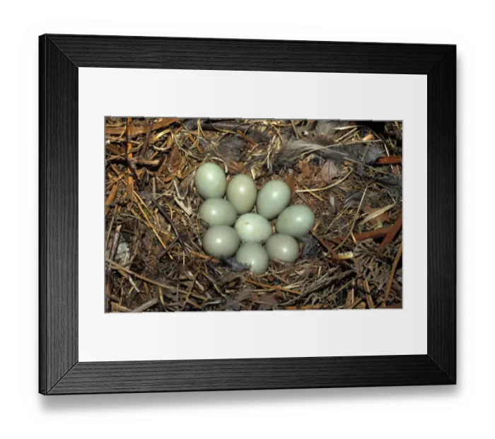 Framed Print : Pheasant Ring-necked (Phasianus colchicus) Eggs Framed Print : Pheasant Ring-necked (Phasianus colchicus) Eggs