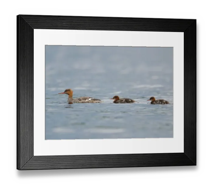 Framed Print : Red-breasted Merganser (Mergus serrator) adult female with two ducklings, swimming on lake, Langvattnet Lake
