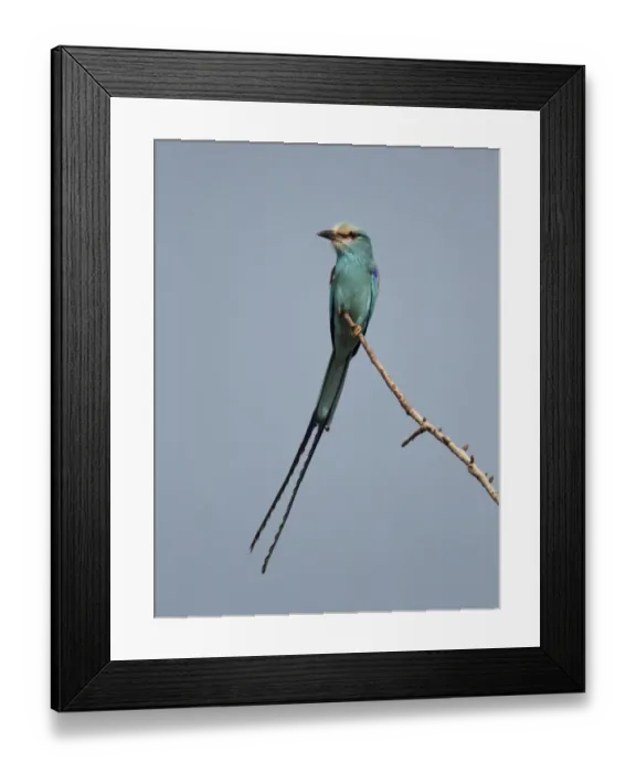 Framed Print : Abyssinian Roller (Coracias abyssinica) adult, perched on twig, Senegal, january Framed Print : Abyssinian Roller (Coracias abyssinica) adult, perched on twig, Senegal, january
