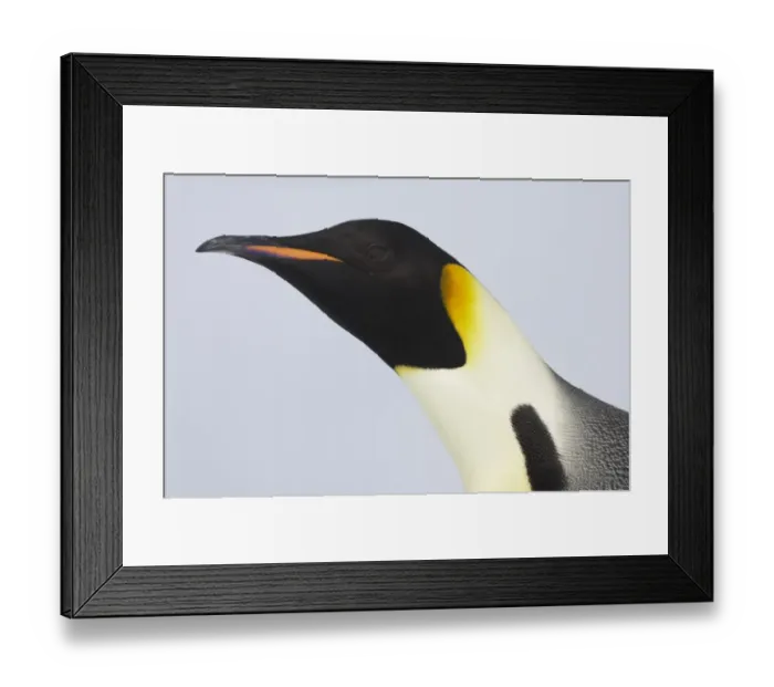Framed Print : Emperor Penguin (Aptenodytes forsteri) adult, close-up of head, Snow Hill Island, Weddell Sea, Antarctica Framed Print : Emperor Penguin (Aptenodytes forsteri) adult, close-up of head, Snow Hill Island, Weddell Sea, Antarctica