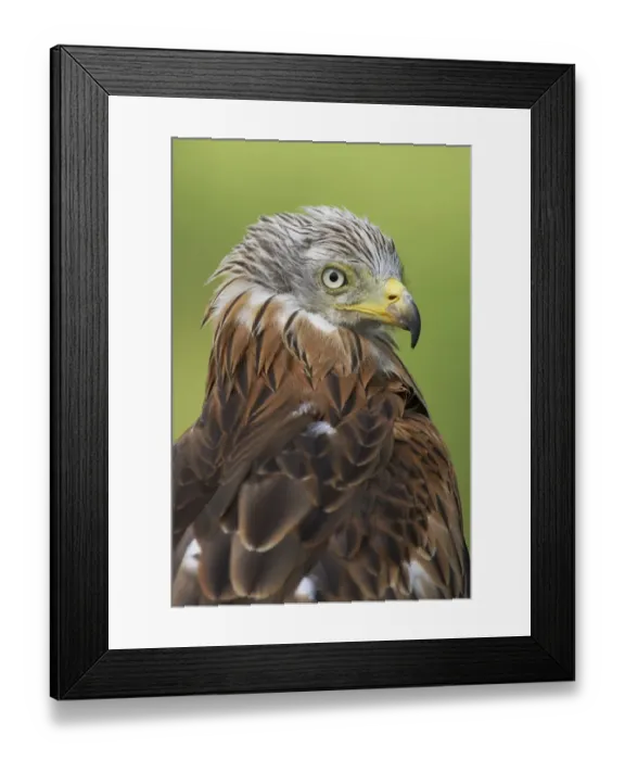Framed Print : Red Kite (Milvus milvus) adult, close-up of head, Powys, Wales (captive)