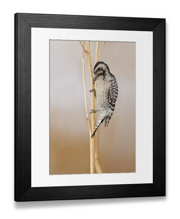 Framed Print : Downy Woodpecker (Picoides pubescens) adult female, foraging on stems, Bosque del Apache National Wildlife Refuge Framed Print : Downy Woodpecker (Picoides pubescens) adult female, foraging on stems, Bosque del Apache National Wildlife Refuge
