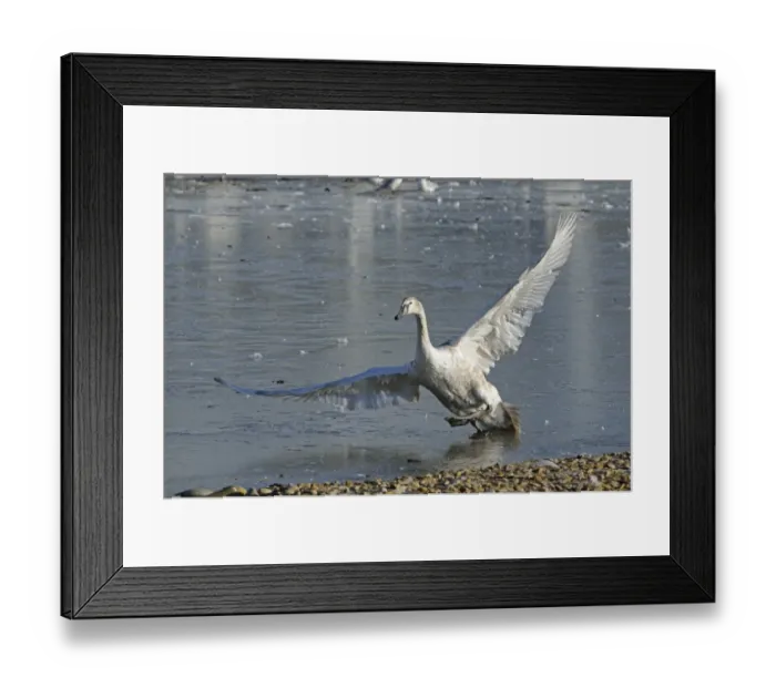 Framed Print : Mute Swan (Cygnus olor) juvenile, with wings spread, slipping on ice, Slimbridge, Gloucestershire, England, december Framed Print : Mute Swan (Cygnus olor) juvenile, with wings spread, slipping on ice, Slimbridge, Gloucestershire, England, december