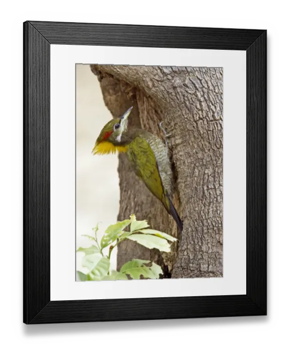 Framed Print : Lesser Yellownape (Picus chlorolophus) adult female, clinging to tree trunk, Northern India, january Framed Print : Lesser Yellownape (Picus chlorolophus) adult female, clinging to tree trunk, Northern India, january