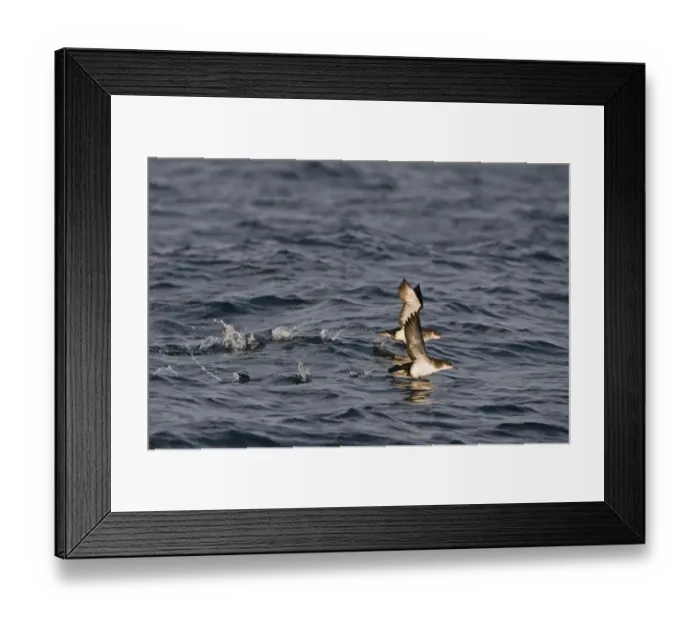 Framed Print : Manx Shearwater (Puffinus puffinus) two adults, taking off from sea, St. Brides Bay, off Skomer Island, Pembrokeshire