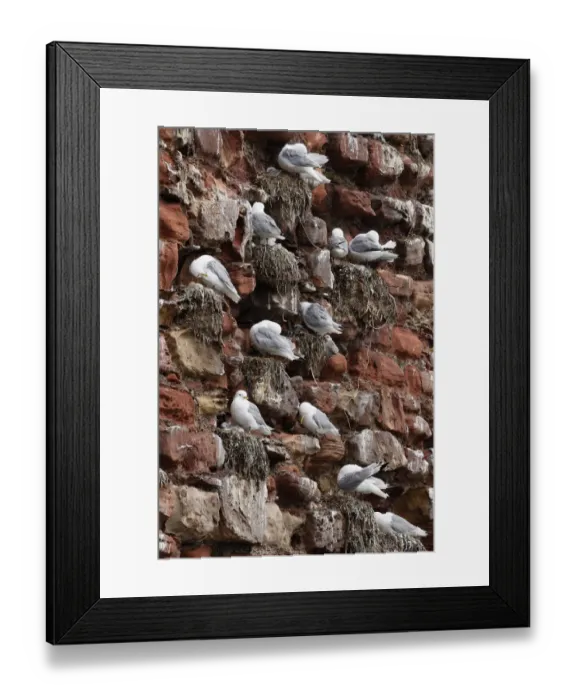 Framed Print : Kittiwake (Rissa tridactyla) adults and chicks, nesting colony on red sandstone castle wall, Dunbar Castle Framed Print : Kittiwake (Rissa tridactyla) adults and chicks, nesting colony on red sandstone castle wall, Dunbar Castle