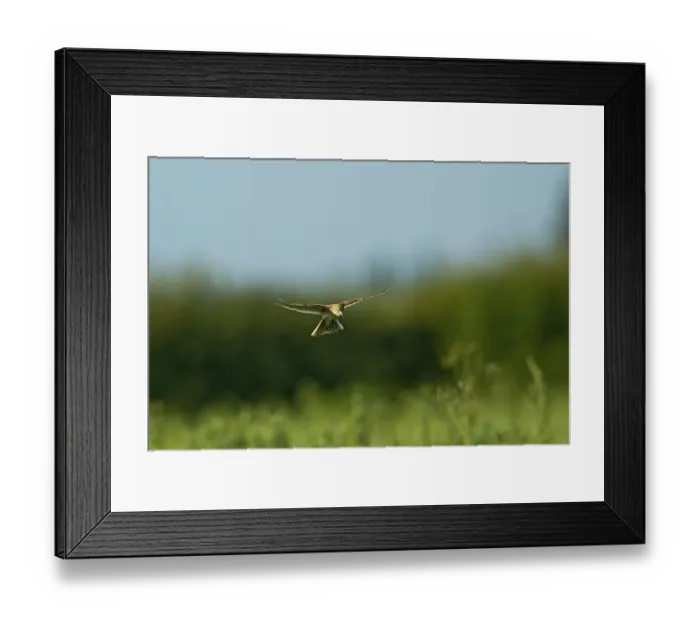 Framed Print : Skylark (Alauda arvensis) adult, in flight, hovering over nest in crop, Warwickshire, England, june Framed Print : Skylark (Alauda arvensis) adult, in flight, hovering over nest in crop, Warwickshire, England, june