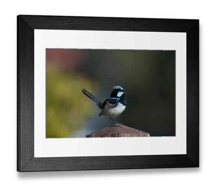 Framed Print : Superb Fairywren (Malurus cyaneus) adult male, singing, perched on post in garden, Queensland, Australia