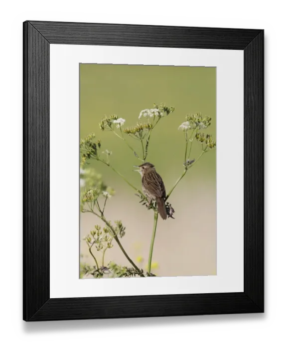 Framed Print : Grasshopper Warbler (Locustella naevia) adult, singing, perched on umbellifer stem, Norfolk, England, may