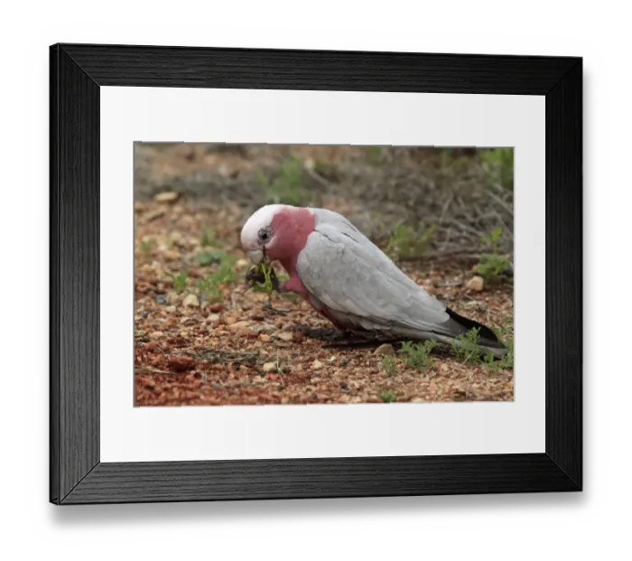 Framed Print : Galah (Eolophus roseicapillus) adult, feeding on fallen acacia seedpods, Outback, Northern Territory, Australia Framed Print : Galah (Eolophus roseicapillus) adult, feeding on fallen acacia seedpods, Outback, Northern Territory, Australia