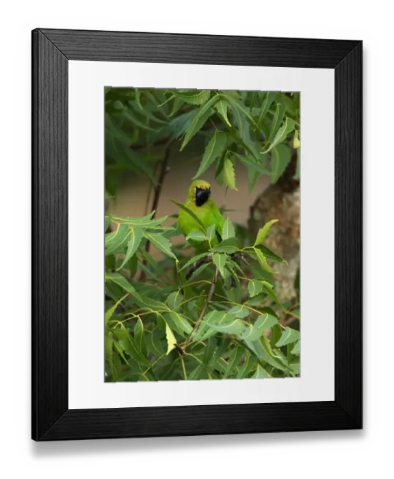 Framed Print : Jerdons Leafbird (Chloropsis jerdoni) adult male, perched amongst leaves in tree, Sri Lanka, december Framed Print : Jerdons Leafbird (Chloropsis jerdoni) adult male, perched amongst leaves in tree, Sri Lanka, december