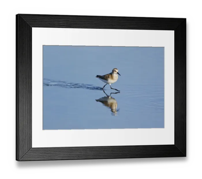 Framed Print : Little Stint (Calidris minuta) juvenile, running in shallow water, Minsmere RSPB Reserve, Suffolk, England, september Framed Print : Little Stint (Calidris minuta) juvenile, running in shallow water, Minsmere RSPB Reserve, Suffolk, England, september